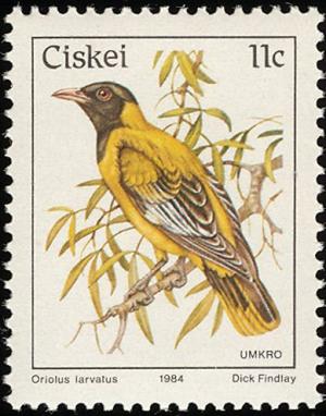 Colnect-1456-698-Black-headed-Oriole-Oriolus-larvatus.jpg