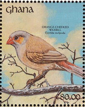 Colnect-1459-773-Orange-cheeked-Waxbill%C2%A0Estrilda-melpoda.jpg