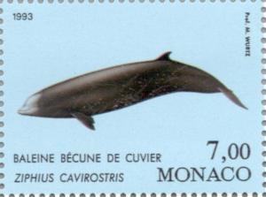 Colnect-149-603-Cuvier-s-Beaked-Whale-Ziphius-cavirostris.jpg