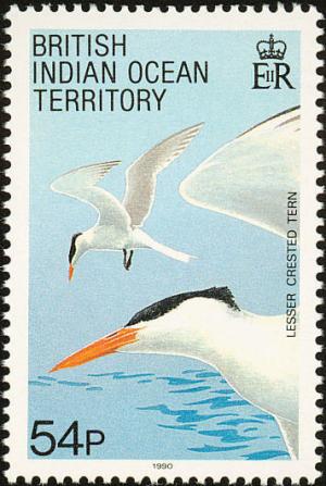 Colnect-1553-523-Lesser-Crested-Tern-Sterna-bengalensis-.jpg