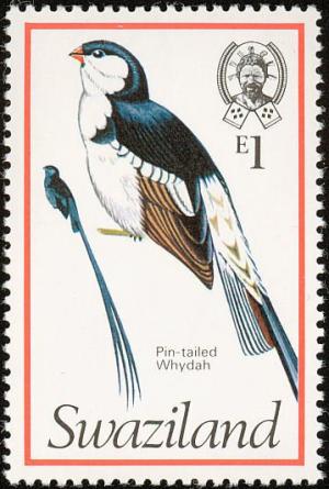 Colnect-1661-882-Pin-tailed-Whydah-Vidua-macroura.jpg