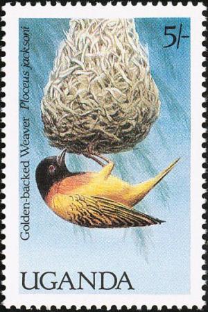 Colnect-1712-376-Golden-backed-Weaver%C2%A0Ploceus-jacksoni.jpg