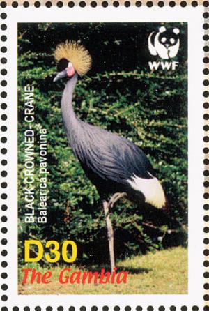 Colnect-1721-788-Black-Crowned-Crane-Balearica-pavonina.jpg