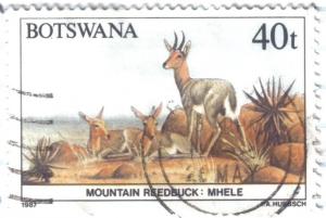 Colnect-1981-398-Mountain-Reedbuck-Redunca-fulvorufula.jpg