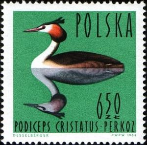 Colnect-1988-417-Great-Crested-Grebe-Podiceps-cristatus.jpg