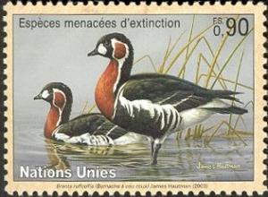 Colnect-2106-684-Red-breasted-Goose-Branta-ruficollis.jpg