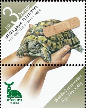 Colnect-2664-102-Spur-thighed-tortoise-Testudo-graeca.jpg