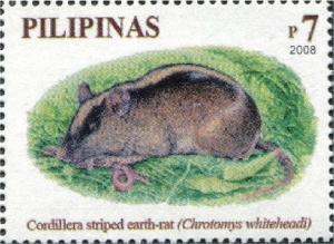 Colnect-2874-799-Luzon-Montane-Striped-Shrew-Rat-Chrotomys-whiteheadi-.jpg