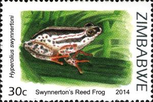 Colnect-3049-986-Swynnerton-s-Reed-Frog-Hyperolius-swynnertoni.jpg