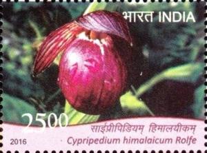 Colnect-3501-793-Cypripedium-himalaicum-Rolfe.jpg