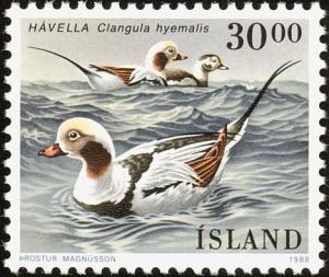 Colnect-3708-204-Long-tailed-Duck-Clangula-hyemalis.jpg