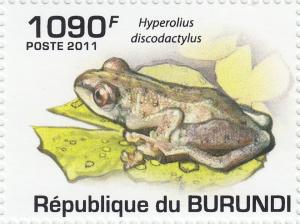 Colnect-3821-571-Albertine-Rift-Reed-Frog-Hyperolius-discodactylus.jpg