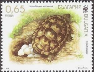 Colnect-3830-989-Spur-thighed-Tortoise-Testudo-graeca.jpg