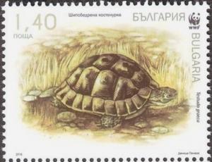 Colnect-3830-993-Spur-thighed-Tortoise-Testudo-graeca.jpg