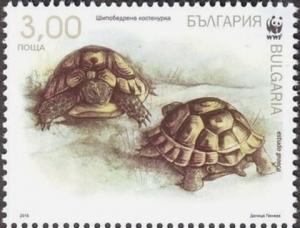 Colnect-3830-995-Spur-thighed-Tortoise-Testudo-graeca.jpg