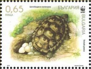 Colnect-3830-999-Spur-thighed-Tortoise-Testudo-graeca.jpg