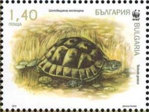 Colnect-3831-001-Spur-thighed-Tortoise-Testudo-graeca.jpg