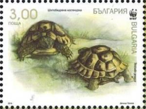 Colnect-3831-002-Spur-thighed-Tortoise-Testudo-graeca.jpg