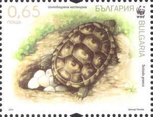 Colnect-3848-587-Spur-thighed-Tortoise-Testudo-graeca.jpg