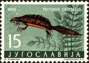 Colnect-3928-481-Great-Crested-Newt-Triturus-cristatus.jpg