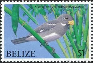 Colnect-3997-436-Slate-colored-Seedeater----Sporophila-schistacea.jpg