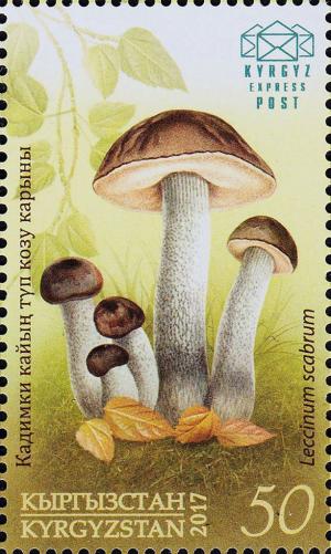 Colnect-4024-589-Rough-stemmed-bolete-Leccinum-scabrum.jpg