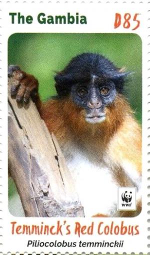 Colnect-4029-031-Temminck-rsquo-s-Red-Colobus-Piliocolobus-temminckii.jpg