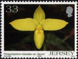 Colnect-4186-611-Phragmipedium-besseae-var-flavum.jpg