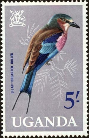 Colnect-4257-194-Lilac-breasted-Roller-Coracias-caudatus.jpg