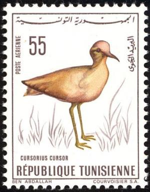 Colnect-4518-395-Cream-colored-Courser-Cursorius-cursor.jpg