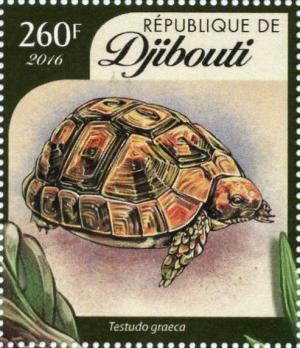 Colnect-4549-169-Spur-thighed-tortoise-Testudo-graeca.jpg