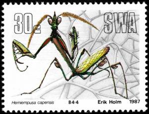 Colnect-5211-518-Giant-Coneheaded-Mantid-Hemiempusa-capensis.jpg