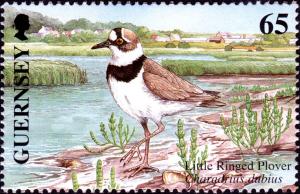 Colnect-5506-777-Little-Ringed-Plover-Charadrius-dubius.jpg