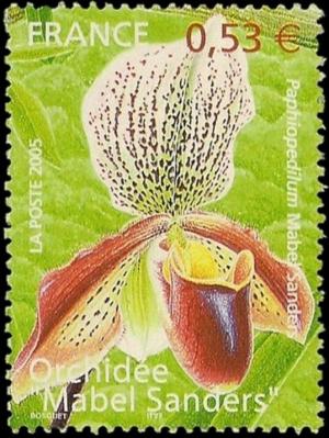 Colnect-5533-389-Paphiopedilum--Mabel-Sanders-.jpg