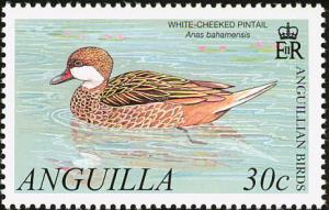 Colnect-579-815-White-cheeked-Pintail-Anas-bahamensis.jpg