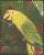 Colnect-3516-449-Yellow-faced-Amazon-Amazona-xanthops.jpg