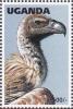 Colnect-1712-461-White-backed-Vulture%C2%A0Gyps-africanus.jpg