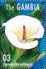 Colnect-4698-164-Zantedeschia-aethiopica.jpg