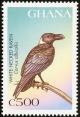 Colnect-1718-840-White-necked-Raven-Corvus-albicollis.jpg