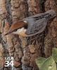 Colnect-2783-144-Brown-headed-Nuthatch-Sitta-pusilla.jpg