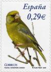 Colnect-581-662-European-Greenfinch-Carduelis-chloris.jpg