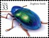 Colnect-6164-954-Dogbane-Beetle-Chrysochus-auratus.jpg