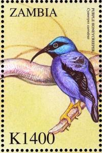 Colnect-3507-682-Purple-Honeycreeper%C2%A0-%C2%A0Cyanerpes-caeruleus.jpg