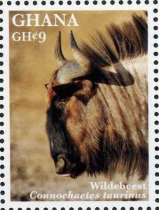 Colnect-3665-717-Blue-Wildebeest-Connochaetes-taurinus.jpg