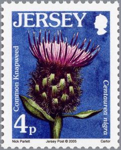 Colnect-2269-602-Knapweed---Centaurea-nigra.jpg