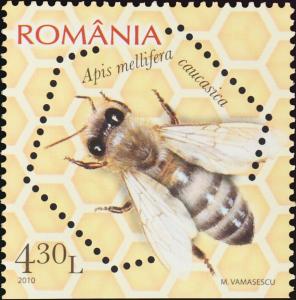 Colnect-6113-985-Caucasian-Honey-Bee-Apis-mellifera-caucasica-back.jpg