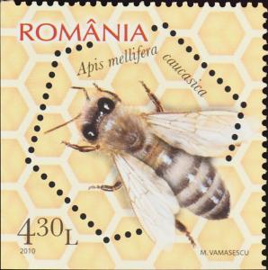 Colnect-6113-983-Caucasian-Honey-Bee-Apis-mellifera-caucasica-back.jpg