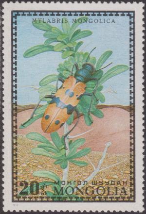 Colnect-1485-891-Blister-Beetle-Mylabris-mongolica.jpg