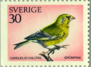 Colnect-163-966-European-Greenfinch-Carduelis-chloris.jpg