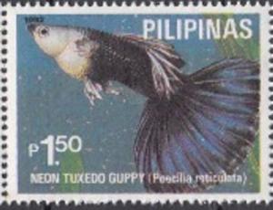 Colnect-3558-880-Guppy-Breed-Poecilia-reticulata.jpg